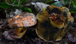 Klikni pro velký obrázek