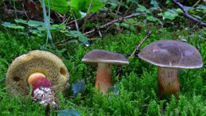 Klikni pro velký obrázek