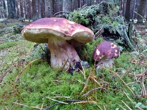 Klikni pro velký obrázek