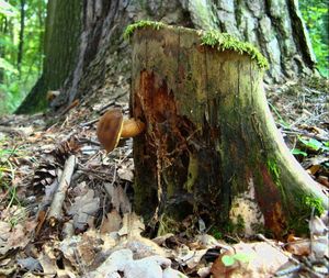 Klikni pro velký obrázek