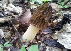 Klikni pro velký obrázek