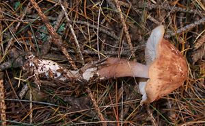 Klikni pro velký obrázek