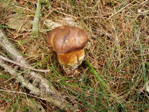 Klikni pro velký obrázek