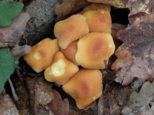 Klikni pro velký obrázek