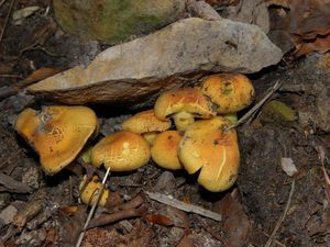 Klikni pro velký obrázek