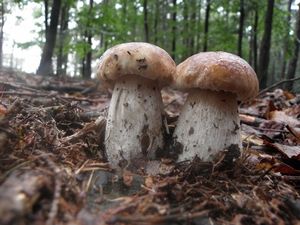 Klikni pro velký obrázek