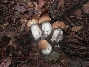 Klikni pro velký obrázek