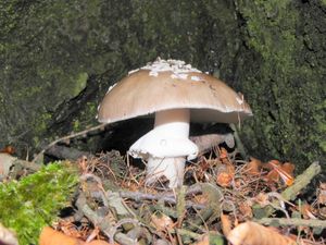 Klikni pro velký obrázek