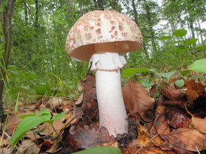 Klikni pro velký obrázek