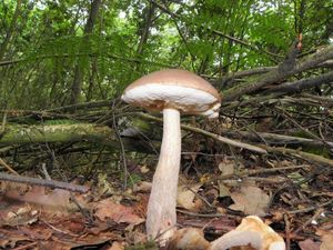 Klikni pro velký obrázek