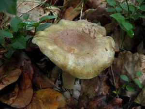 Klikni pro velký obrázek