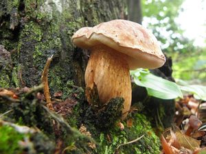 Klikni pro velký obrázek