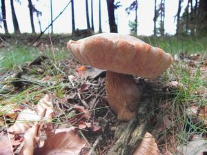 Klikni pro velký obrázek