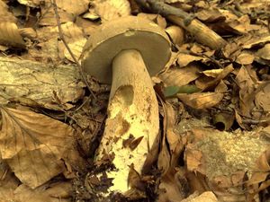 Klikni pro velký obrázek