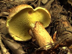 Klikni pro velký obrázek