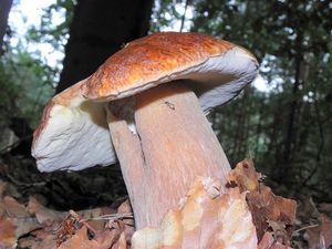 Klikni pro velký obrázek