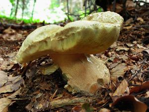 Klikni pro velký obrázek