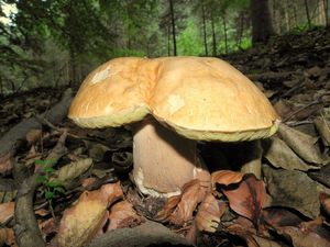 Klikni pro velký obrázek