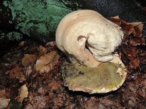 Klikni pro velký obrázek