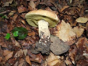 Klikni pro velký obrázek