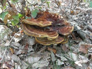 Klikni pro velký obrázek