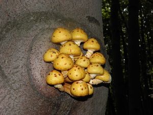 Klikni pro velký obrázek