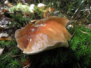 Klikni pro velký obrázek