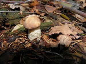 Klikni pro velký obrázek