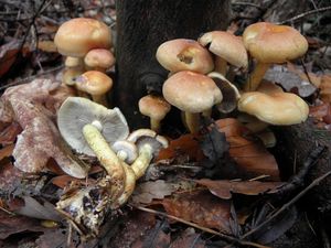 Klikni pro velký obrázek