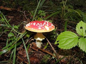 Klikni pro velký obrázek