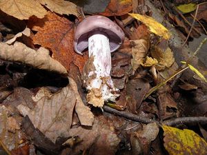 Klikni pro velký obrázek