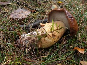 Klikni pro velký obrázek