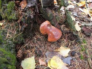 Klikni pro velký obrázek