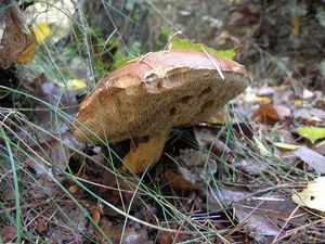 Klikni pro velký obrázek