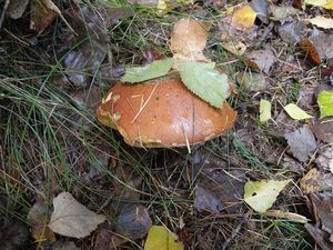 Klikni pro velký obrázek