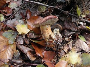 Klikni pro velký obrázek