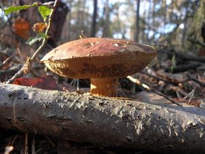 Klikni pro velký obrázek