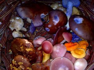 Klikni pro velký obrázek