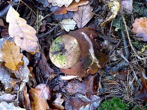 Klikni pro velký obrázek