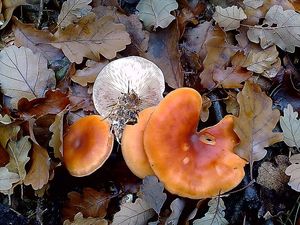 Klikni pro velký obrázek