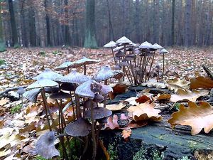 Klikni pro velký obrázek