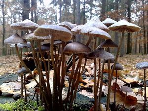 Klikni pro velký obrázek