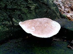 Klikni pro velký obrázek