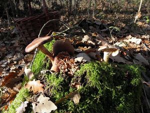 Klikni pro velký obrázek