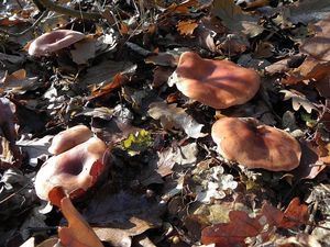 Klikni pro velký obrázek