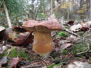 Klikni pro velký obrázek