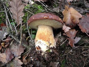 Klikni pro velký obrázek