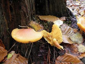 Klikni pro velký obrázek