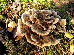 Klikni pro velký obrázek