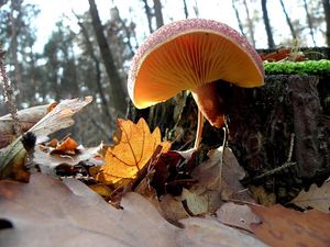 Klikni pro velký obrázek